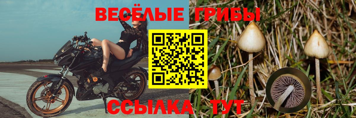 Мичуринск  Галлюциногенные грибы Magic Shrooms  Вход с VPN 